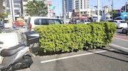 植栽の剪定