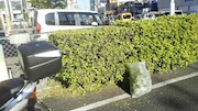 植栽の剪定