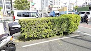 植栽の剪定