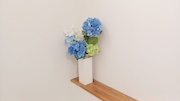 紫陽花